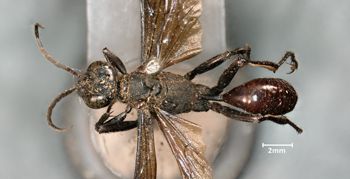 Media type: image;   Entomology 14348 Aspect: habitus dorsal view